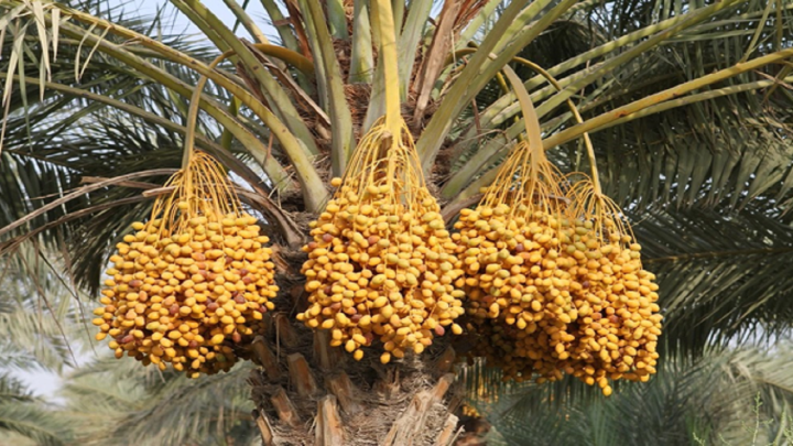 از