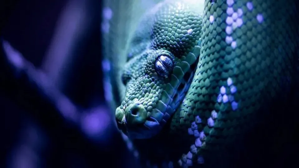 استفاده