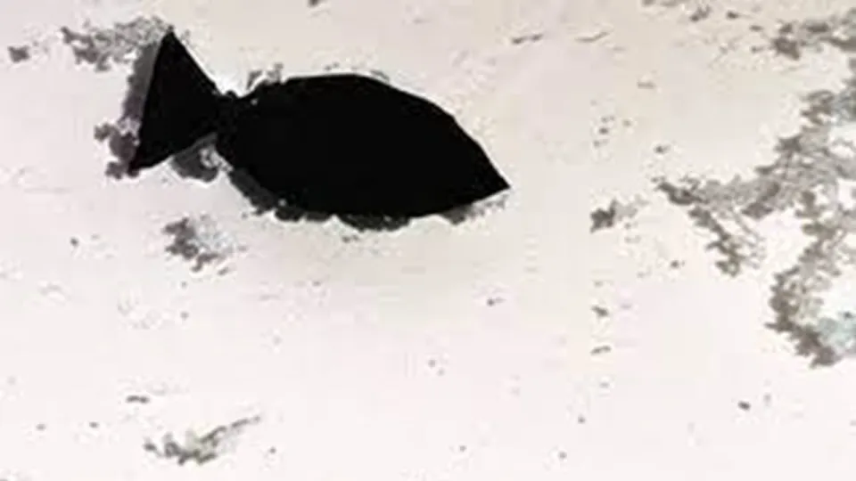 ربات
