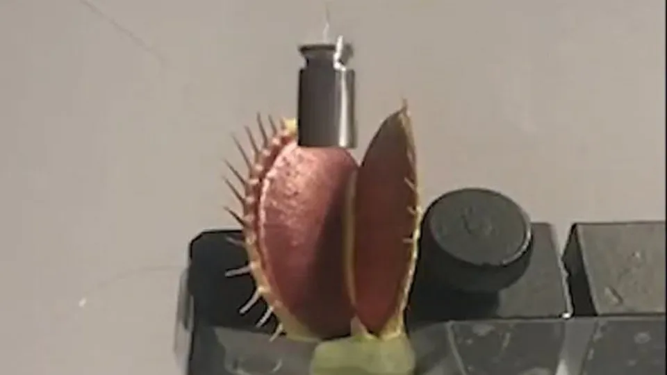 ربات
