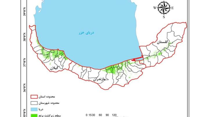 برآورد
